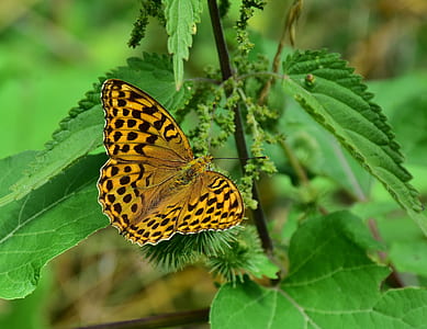 gulf fritillary butterfly perched on green plant thumbnail