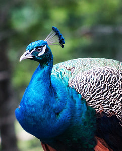 shallow focus photography of blue and white peacock thumbnail