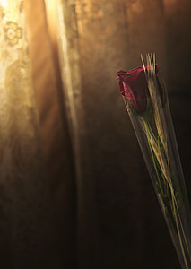 shallow focus photography of rose thumbnail