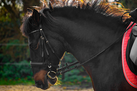 close-up photo of black Horse thumbnail