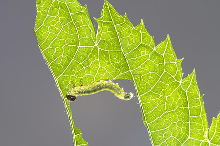 Sawflies Larvae, Caterpillar thumbnail