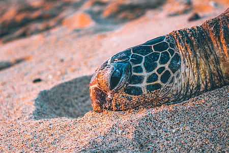 beige and black tortoise head on gray sand thumbnail