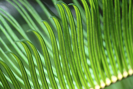 closeup photo of green leaves thumbnail