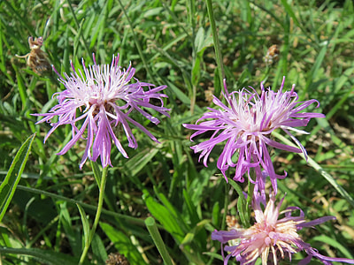 Centaurea Jacea, Brown Knapweed thumbnail
