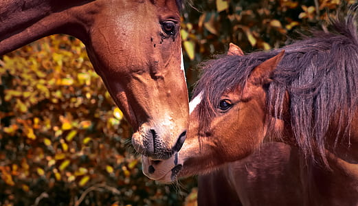 two brown horses thumbnail