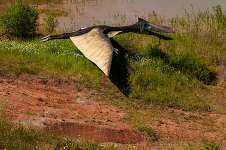 black pterodactyl flying thumbnail