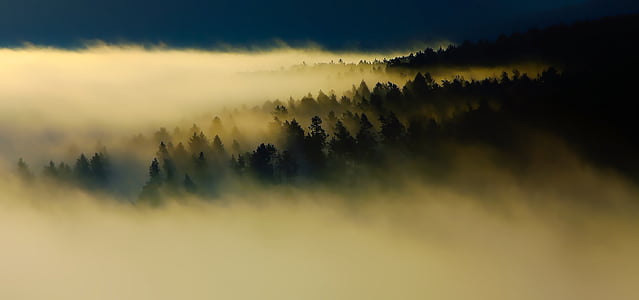 fogs covering forest thumbnail