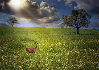 brown deer thumbnail