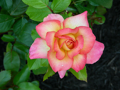 pink flower thumbnail