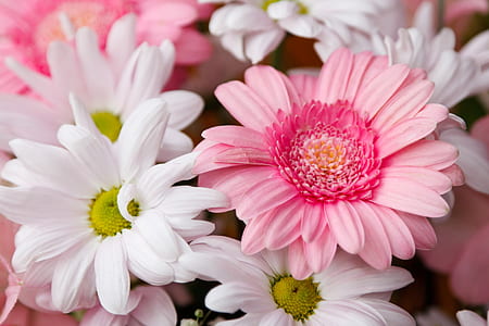 pink and white petaled flowers thumbnail