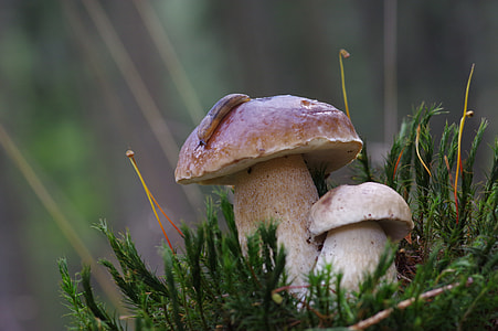 brown mushrooms thumbnail