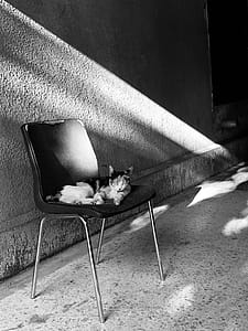 Grayscale Photography of Cat on Black Chair thumbnail