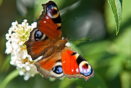 selective focus photography of peacock butterfly perching on white flower thumbnail