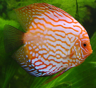 The discus Fish - Symphysodon thumbnail