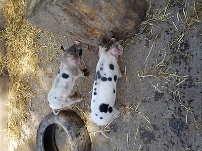 two white pigs thumbnail