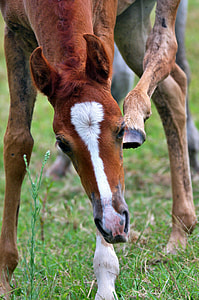 selective focus photography of horse sniffing grasses thumbnail