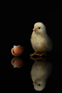yellow chick besides brown egg shell thumbnail
