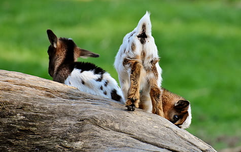 two white-and-brown goats on outdoors thumbnail