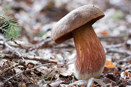 close view of mushroom thumbnail