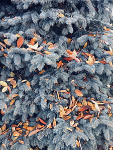 closeup photography of green leaf tree thumbnail