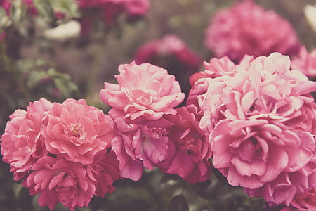 shallow focus photography of pink carnation flowers thumbnail