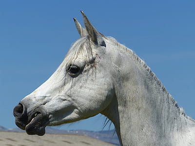 selective focus photography white horse thumbnail