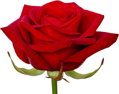 red rose flower thumbnail