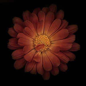 orange petaled flower on black background thumbnail