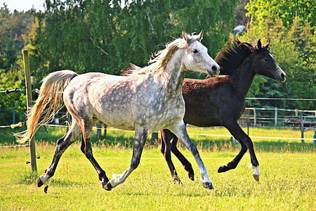 white and brown horses running together thumbnail