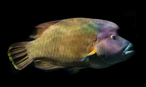 purple and yellow fish photography thumbnail