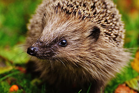 close-up photography of brown hedgehog thumbnail