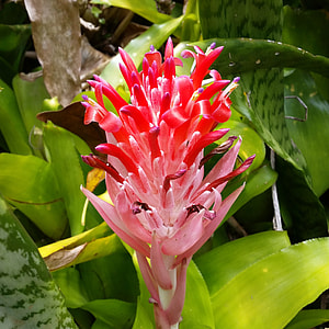 red petaled flower thumbnail