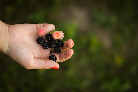 person holding blueberries shallow focus photography thumbnail