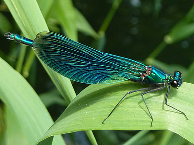 green dragonfly on grass leaf during daytime thumbnail