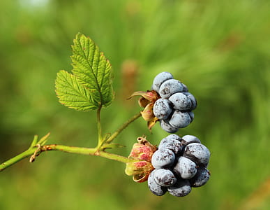 shallow focus photography of black fruits thumbnail