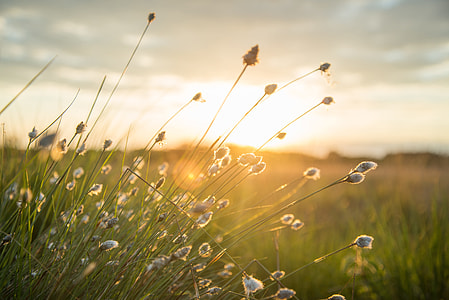 shallow photography of white flowers thumbnail