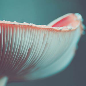 macro photography of pink flower thumbnail