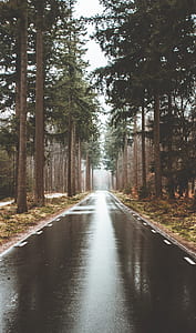 black road near trees thumbnail