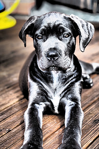 close-up photography of black Labrador retriever thumbnail