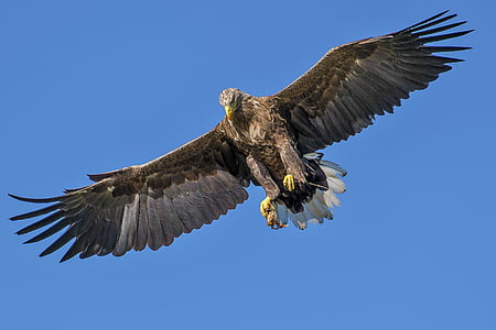 brown and black hawk flying mid air thumbnail