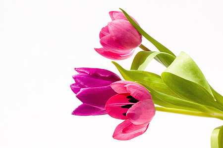 three pink petaled flowers with green leaf thumbnail
