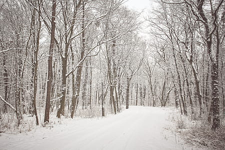 wild, forest, snow, wilderness, trees, alpine thumbnail