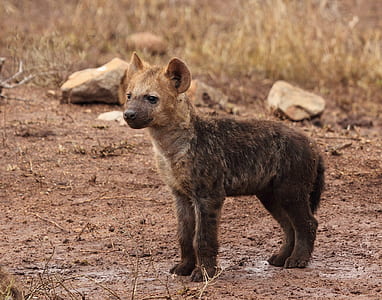 hyena cub thumbnail