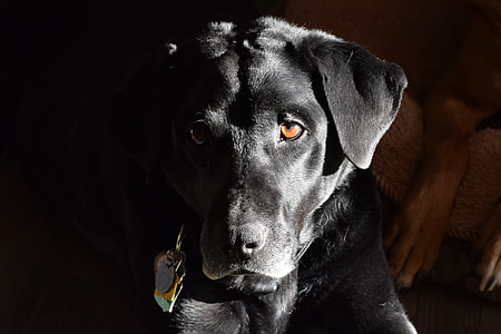 Labrador Retriever thumbnail