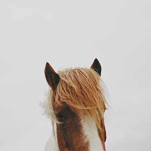 brown and white horse thumbnail