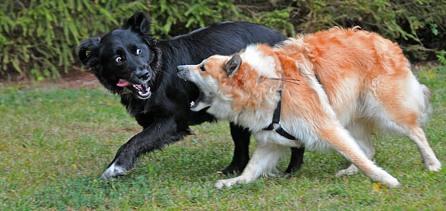 two dogs playing on grass field thumbnail