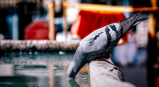 photo gray pigeon on bird bath thumbnail