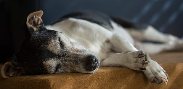 white and black dog sleeping on floor inside the room thumbnail