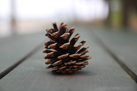 selective focus photography of pine cone on gray surface thumbnail