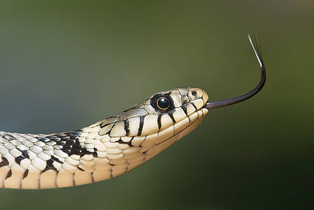 brown and black python snake thumbnail